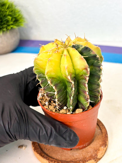 Gymnocalycium Mihanovichii (gy10) (g6) | Mature Cactus