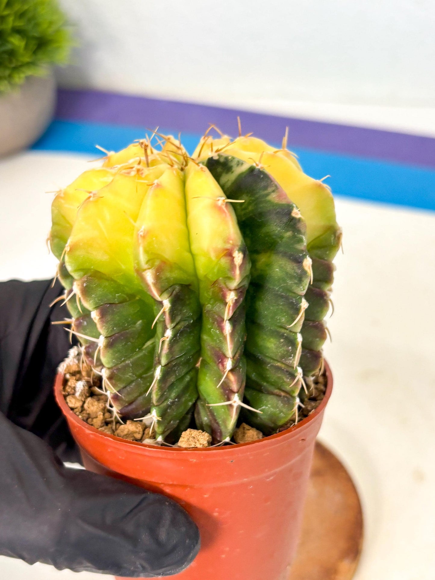 Gymnocalycium Mihanovichii (gy10) (g6) | Mature Cactus