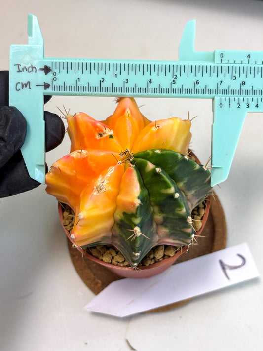 Gymnocalycium Mihanovichii (gy10) (y2) | Sale