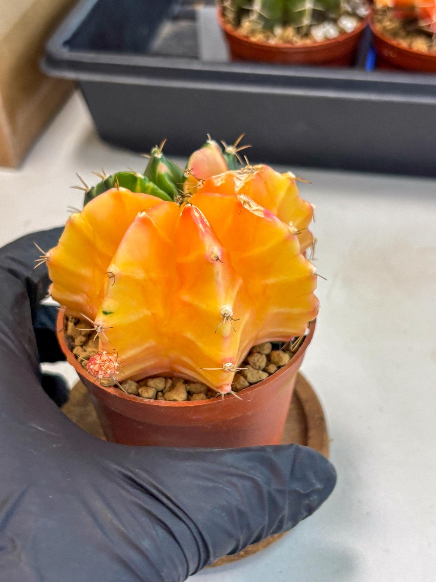 Gymnocalycium Mihanovichii (gy10) (y2) | Sale