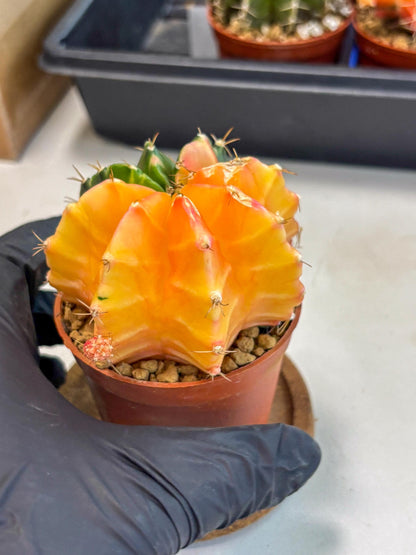 Gymnocalycium Mihanovichii (gy10) (y2) | Sale