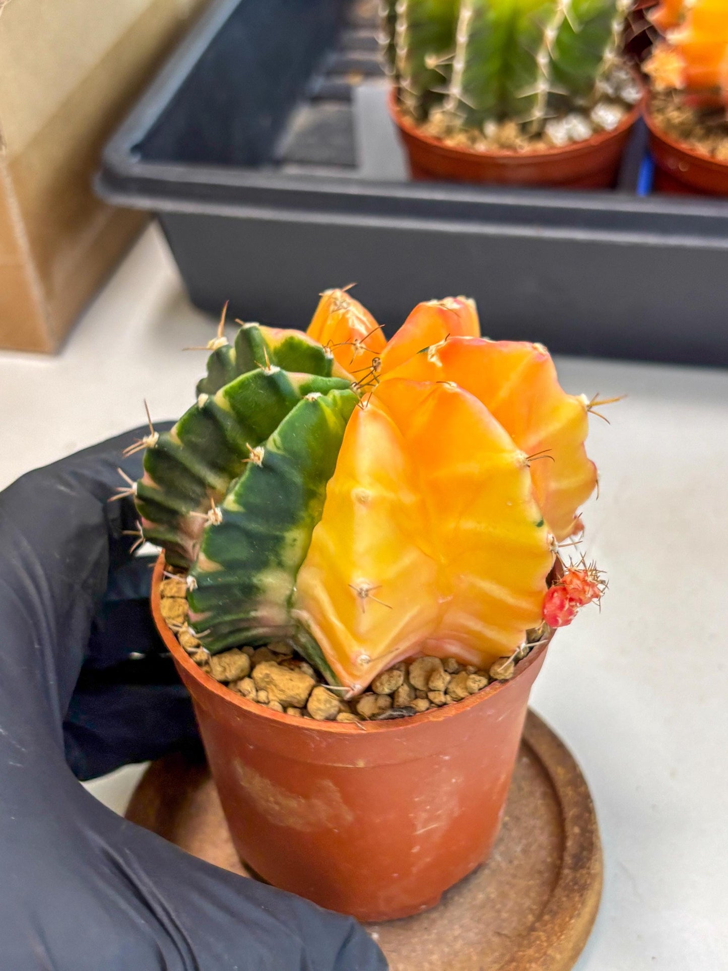 Gymnocalycium Mihanovichii (gy10) (y2) | Sale