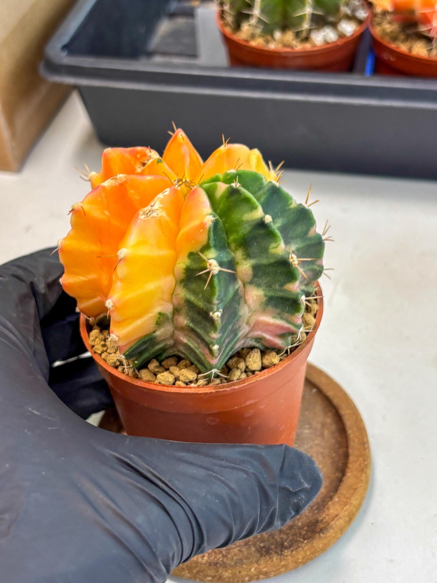 Gymnocalycium Mihanovichii (gy10) (y2) | Sale
