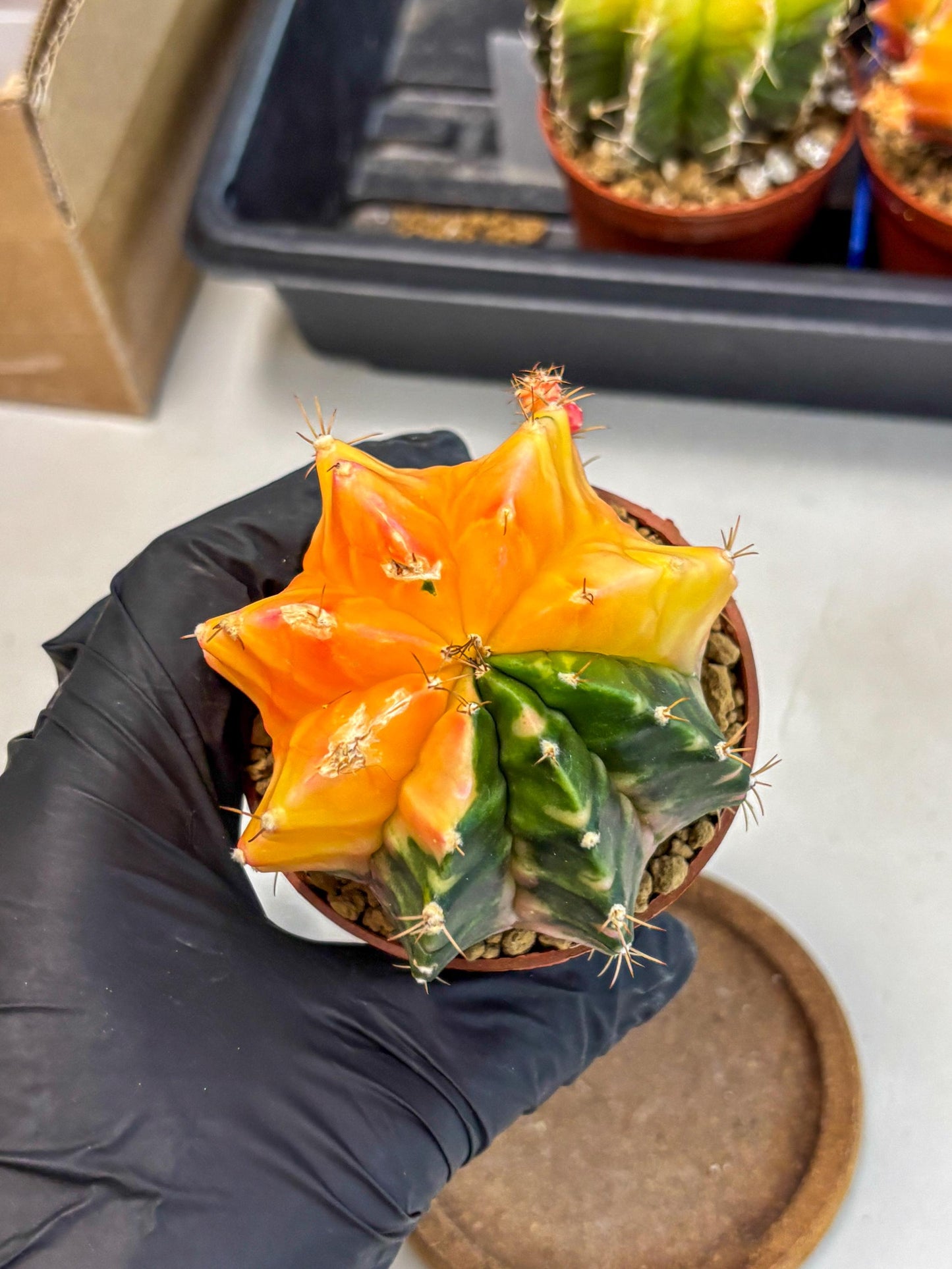 Gymnocalycium Mihanovichii (gy10) (y2) | Sale