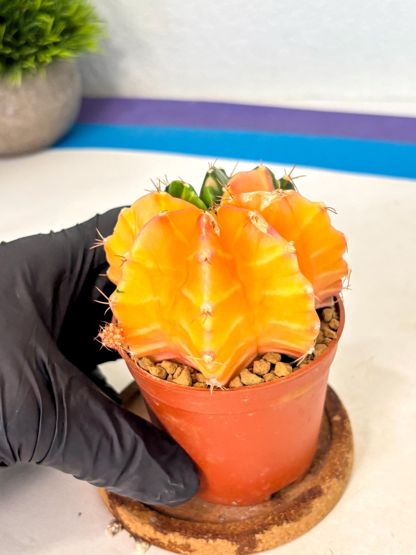 Gymnocalycium Mihanovichii (gy10) (y2) | Sale