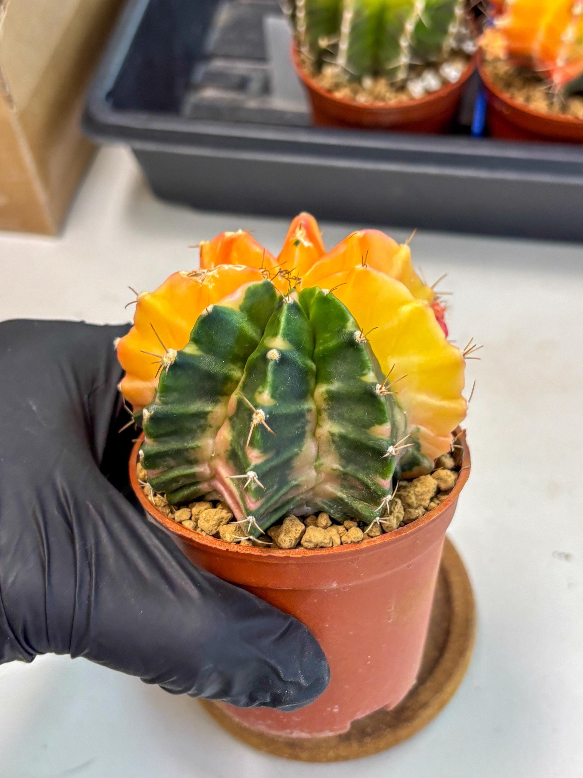 Gymnocalycium Mihanovichii (gy10) (y2) | Sale