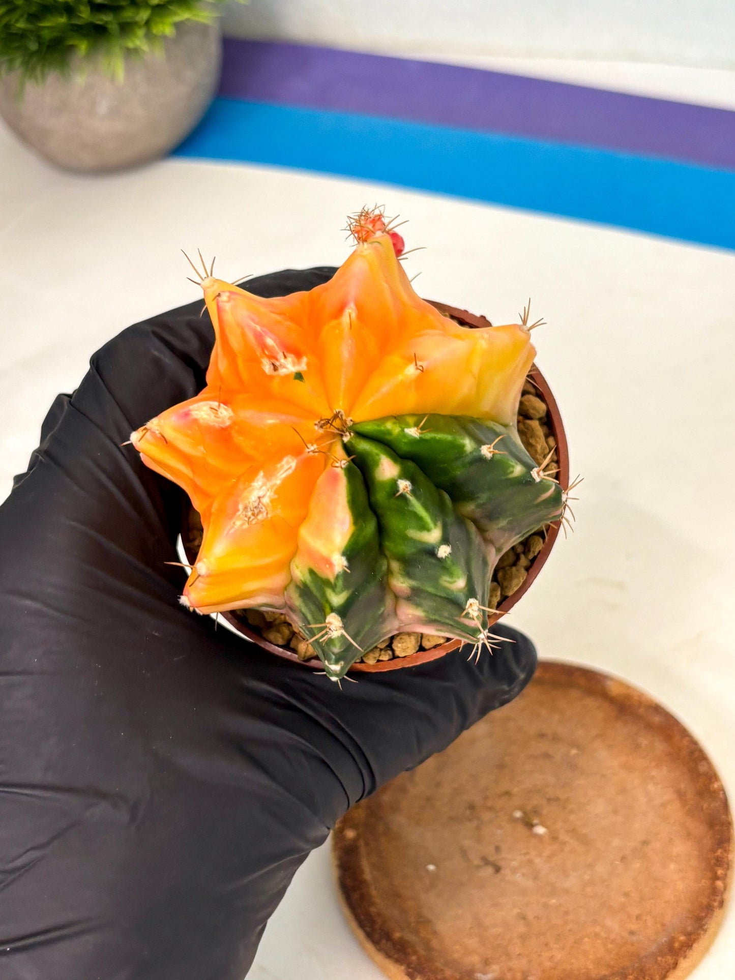 Gymnocalycium Mihanovichii (gy10) (y2) | Sale