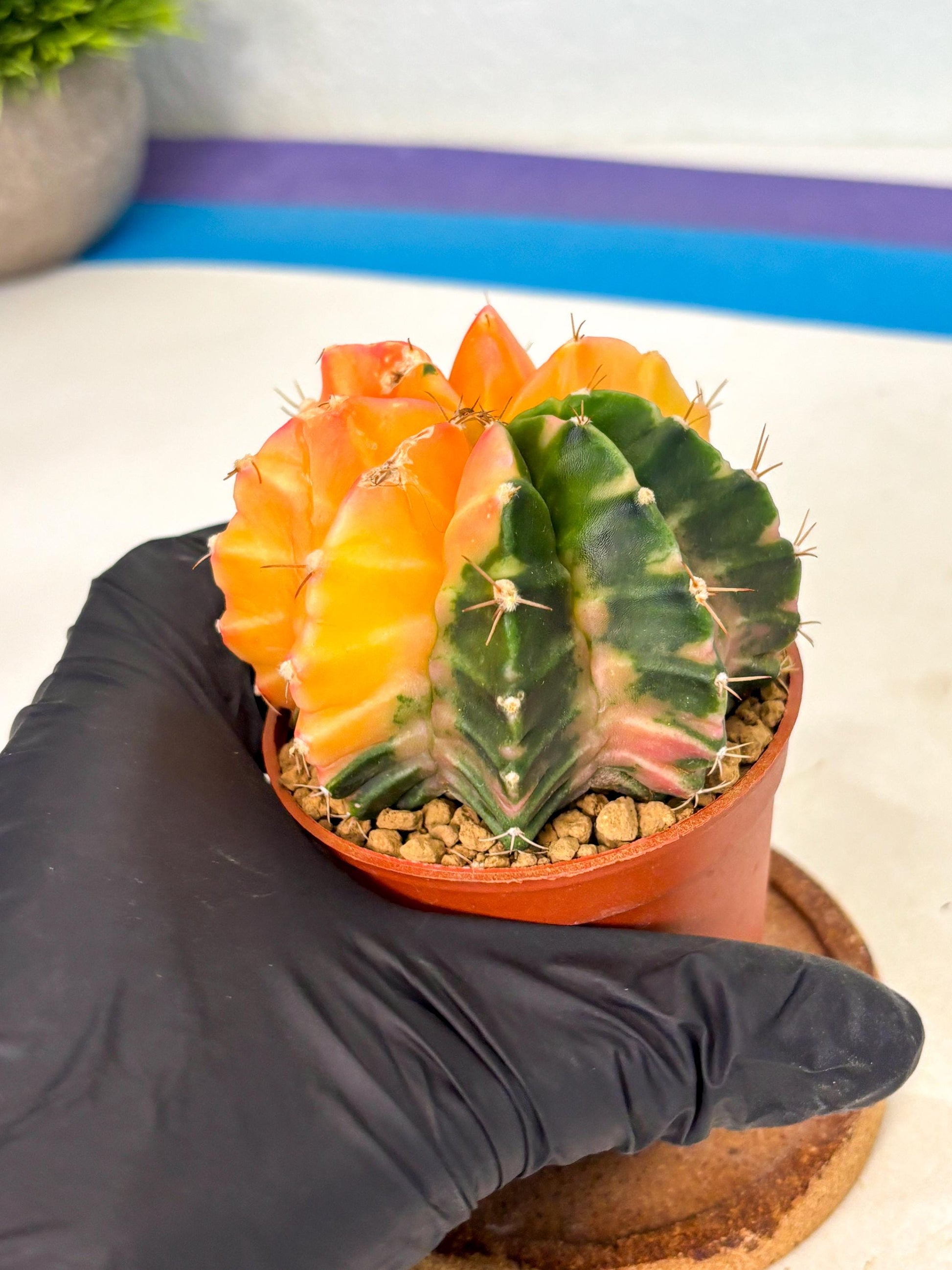 Gymnocalycium Mihanovichii (gy10) (y2) | Sale