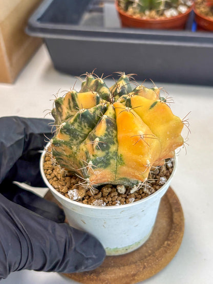 Gymnocalycium Mihanovichii (gy10) (y3) | Sale