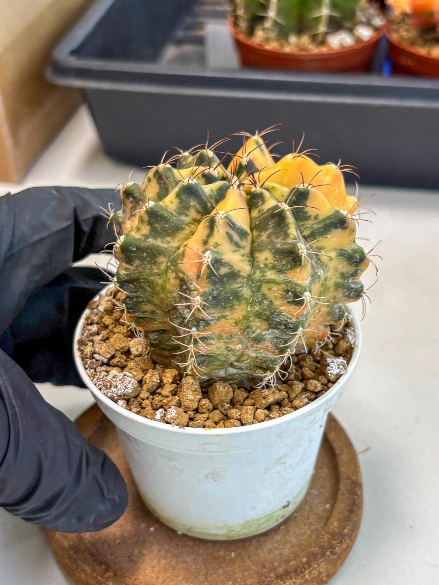 Gymnocalycium Mihanovichii (gy10) (y3) | Sale