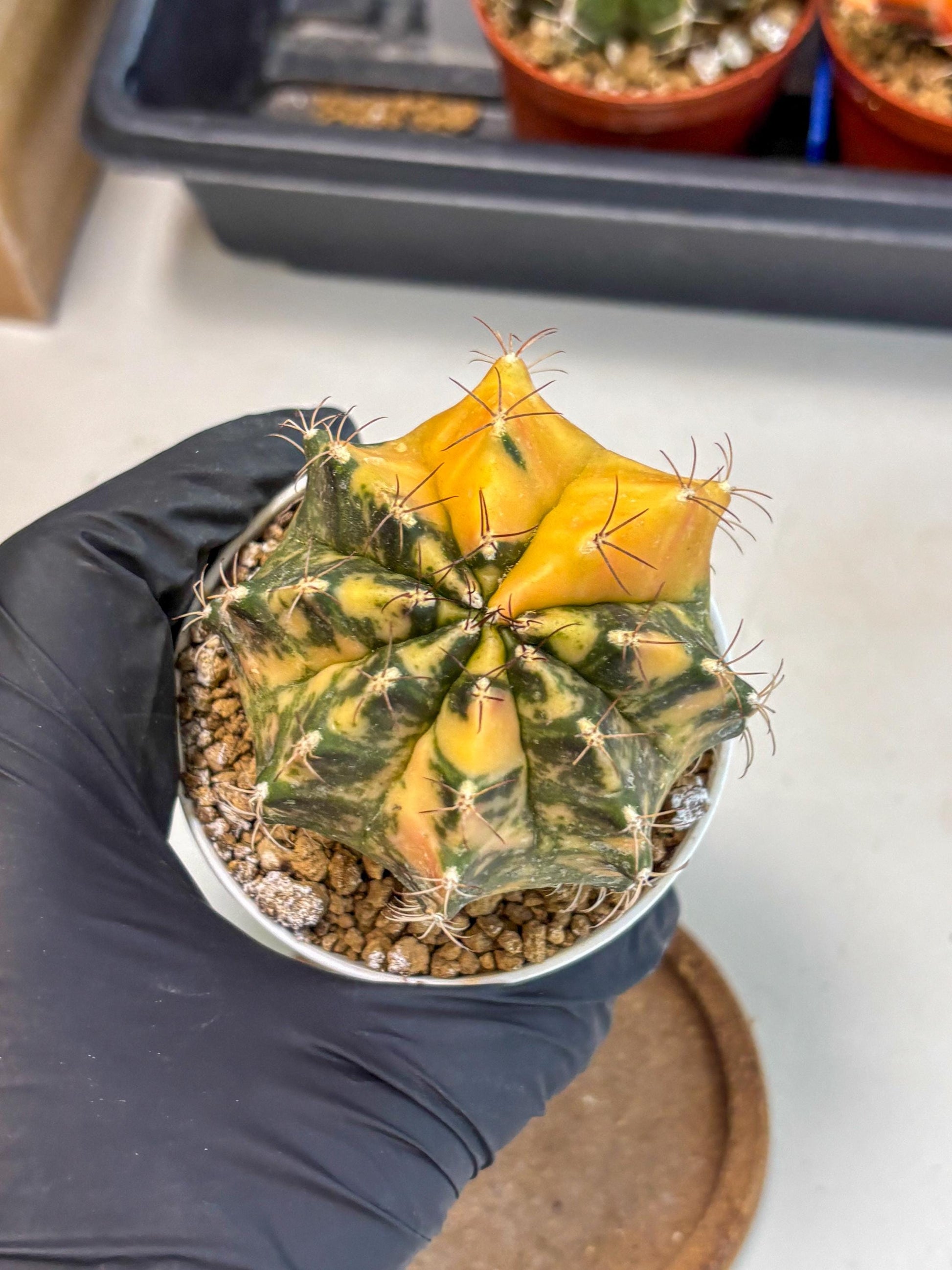 Gymnocalycium Mihanovichii (gy10) (y3) | Sale