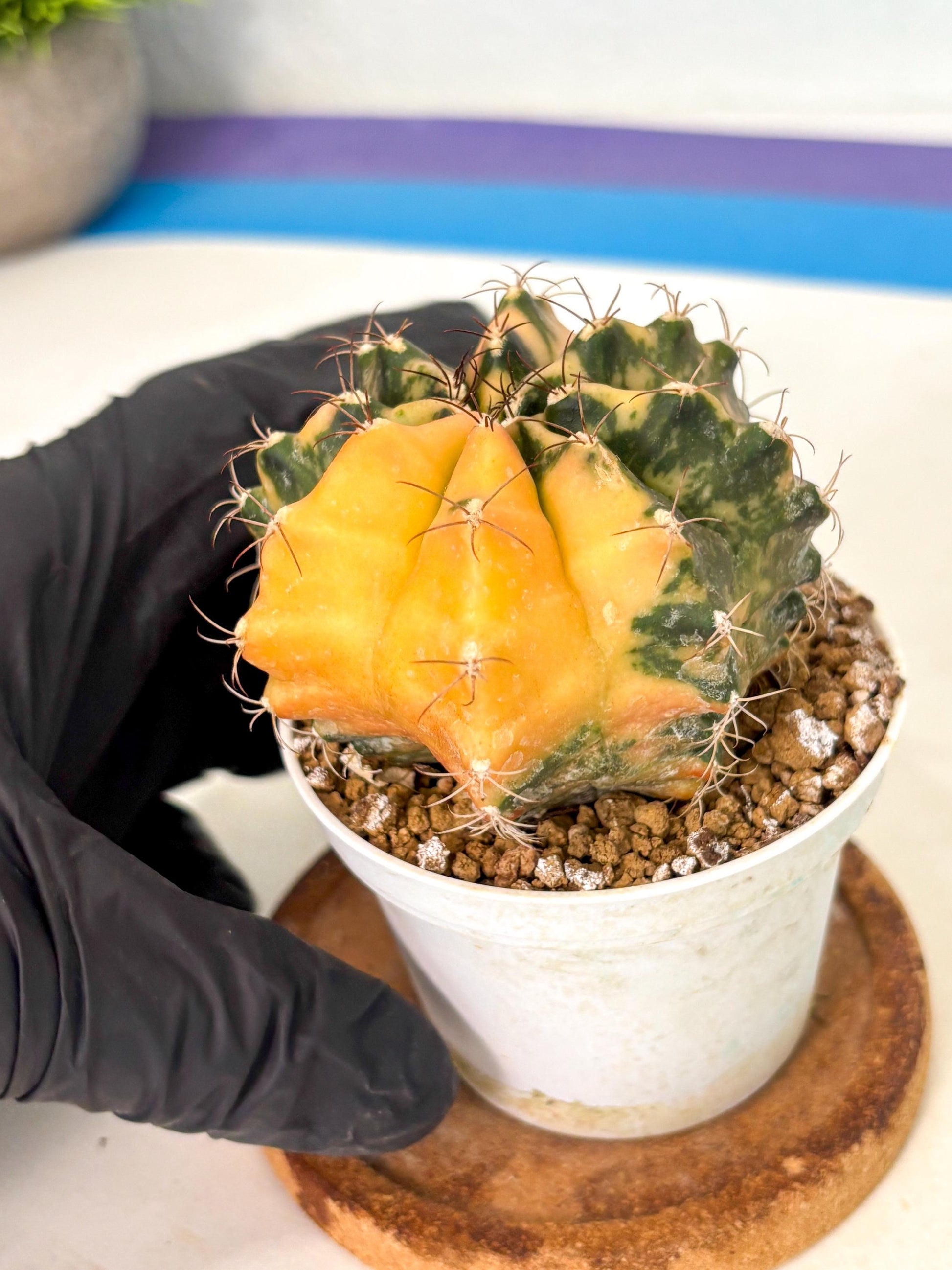 Gymnocalycium Mihanovichii (gy10) (y3) | Sale