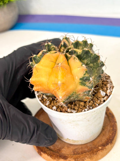Gymnocalycium Mihanovichii (gy10) (y3) | Sale