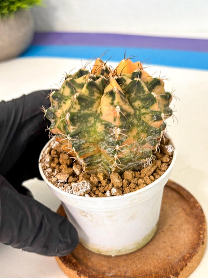 Gymnocalycium Mihanovichii (gy10) (y3) | Sale