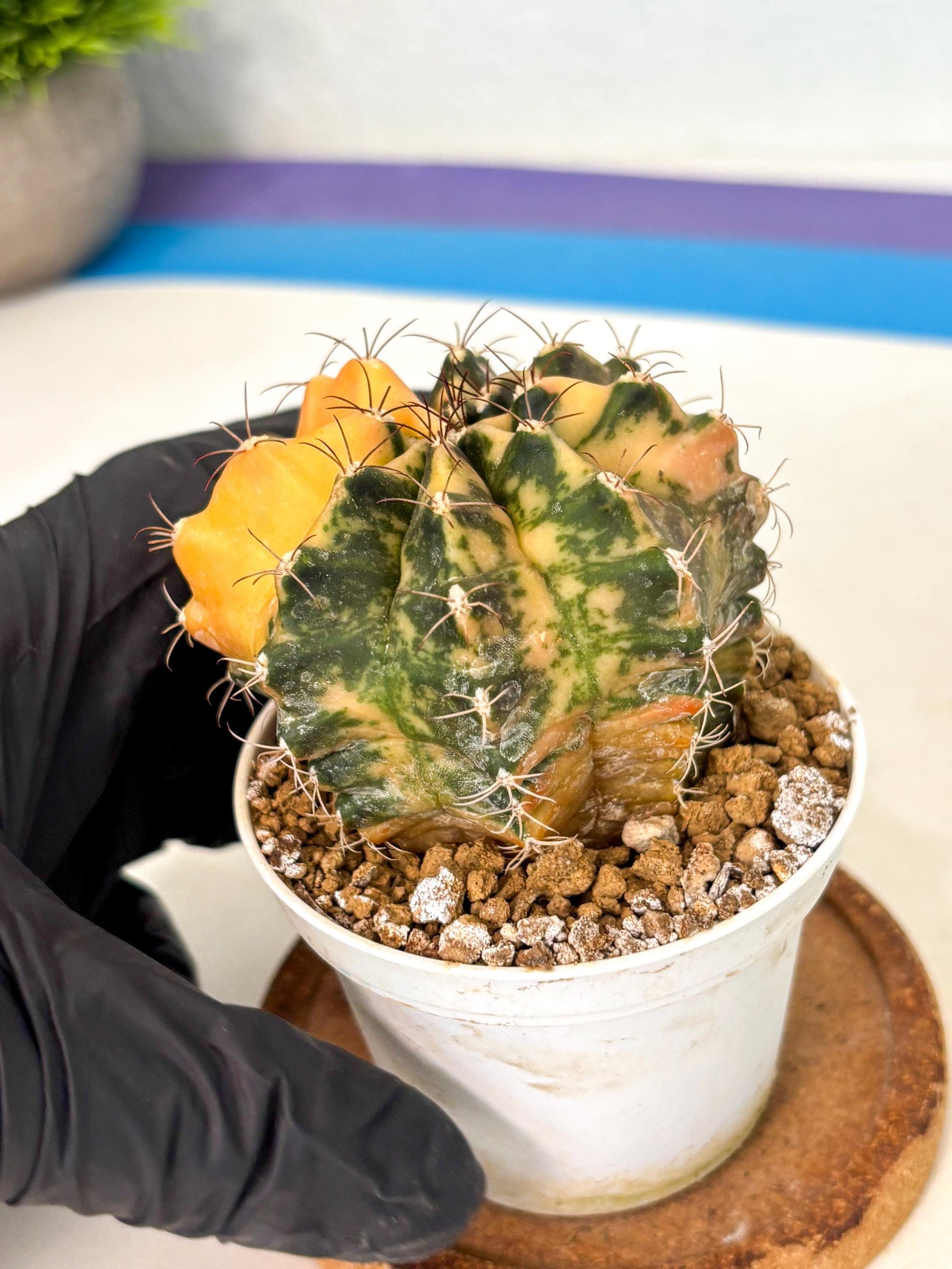 Gymnocalycium Mihanovichii (gy10) (y3) | Sale