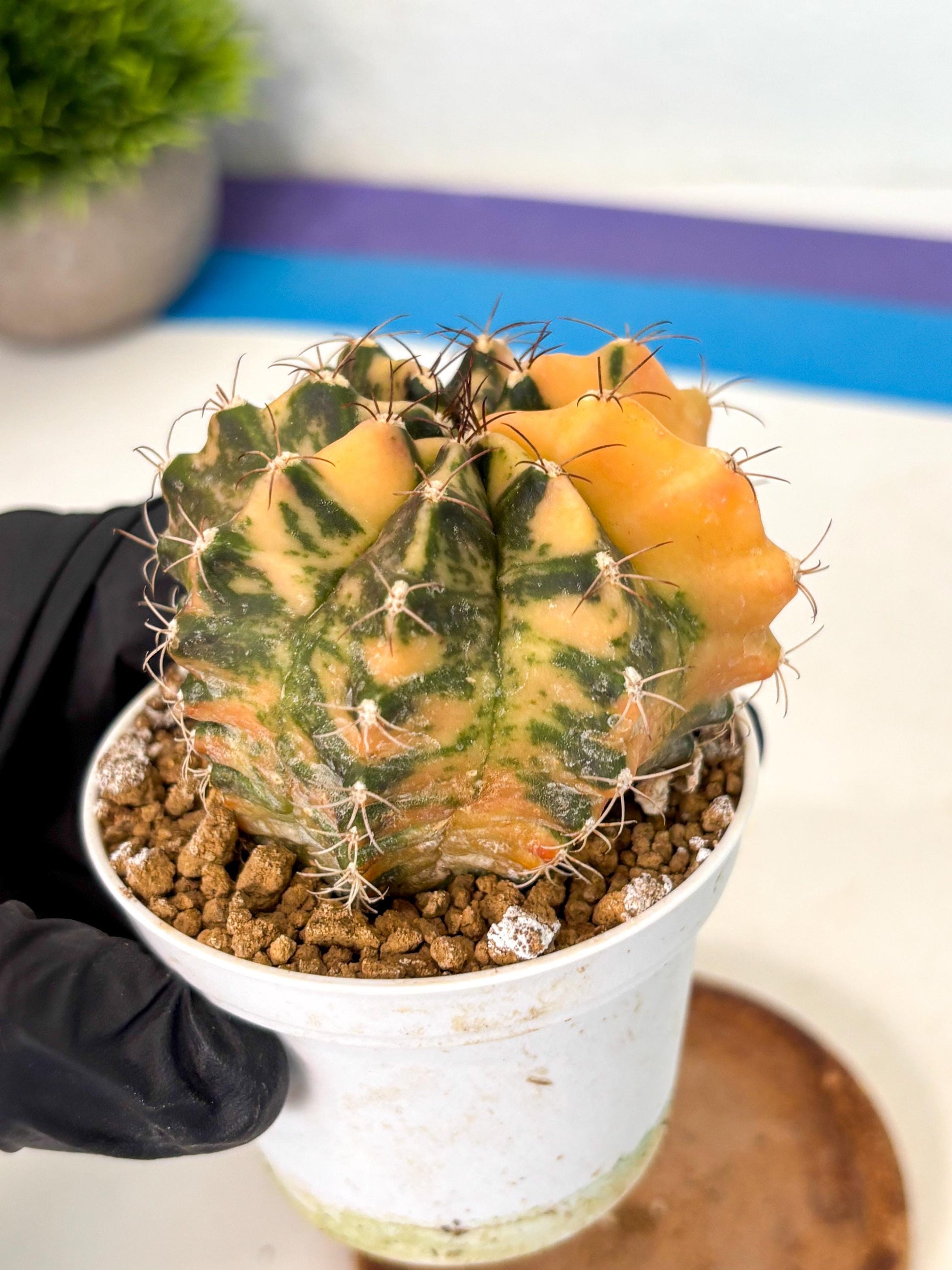 Gymnocalycium Mihanovichii (gy10) (y3) | Sale