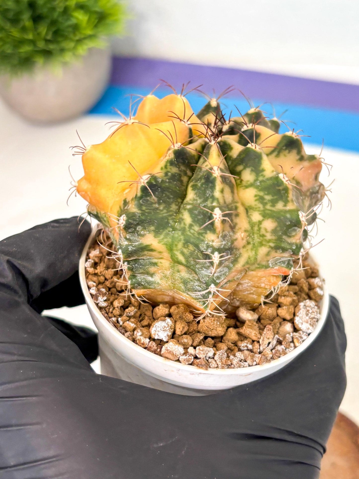 Gymnocalycium Mihanovichii (gy10) (y3) | Sale