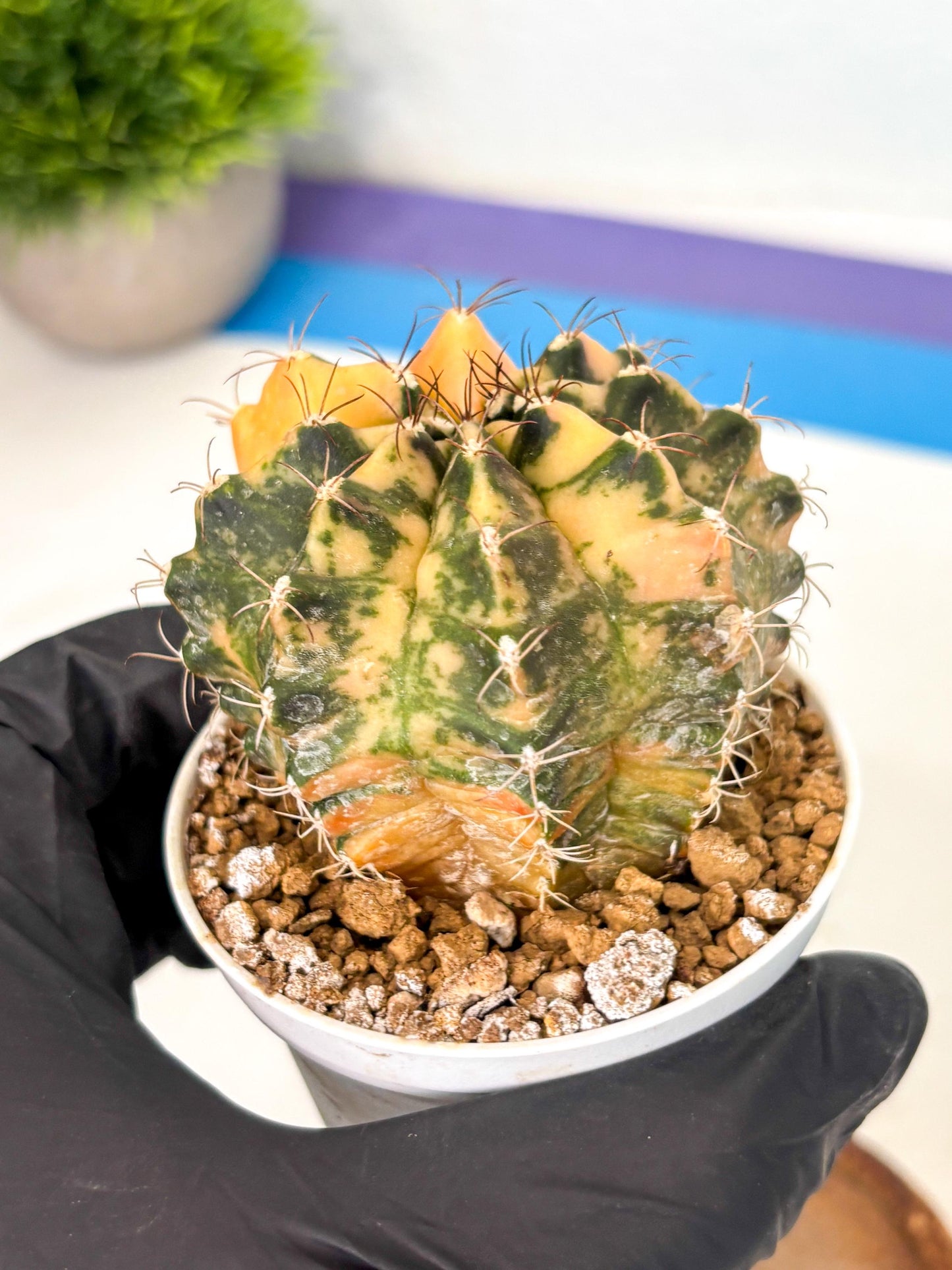 Gymnocalycium Mihanovichii (gy10) (y3) | Sale