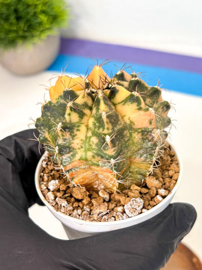 Gymnocalycium Mihanovichii (gy10) (y3) | Sale