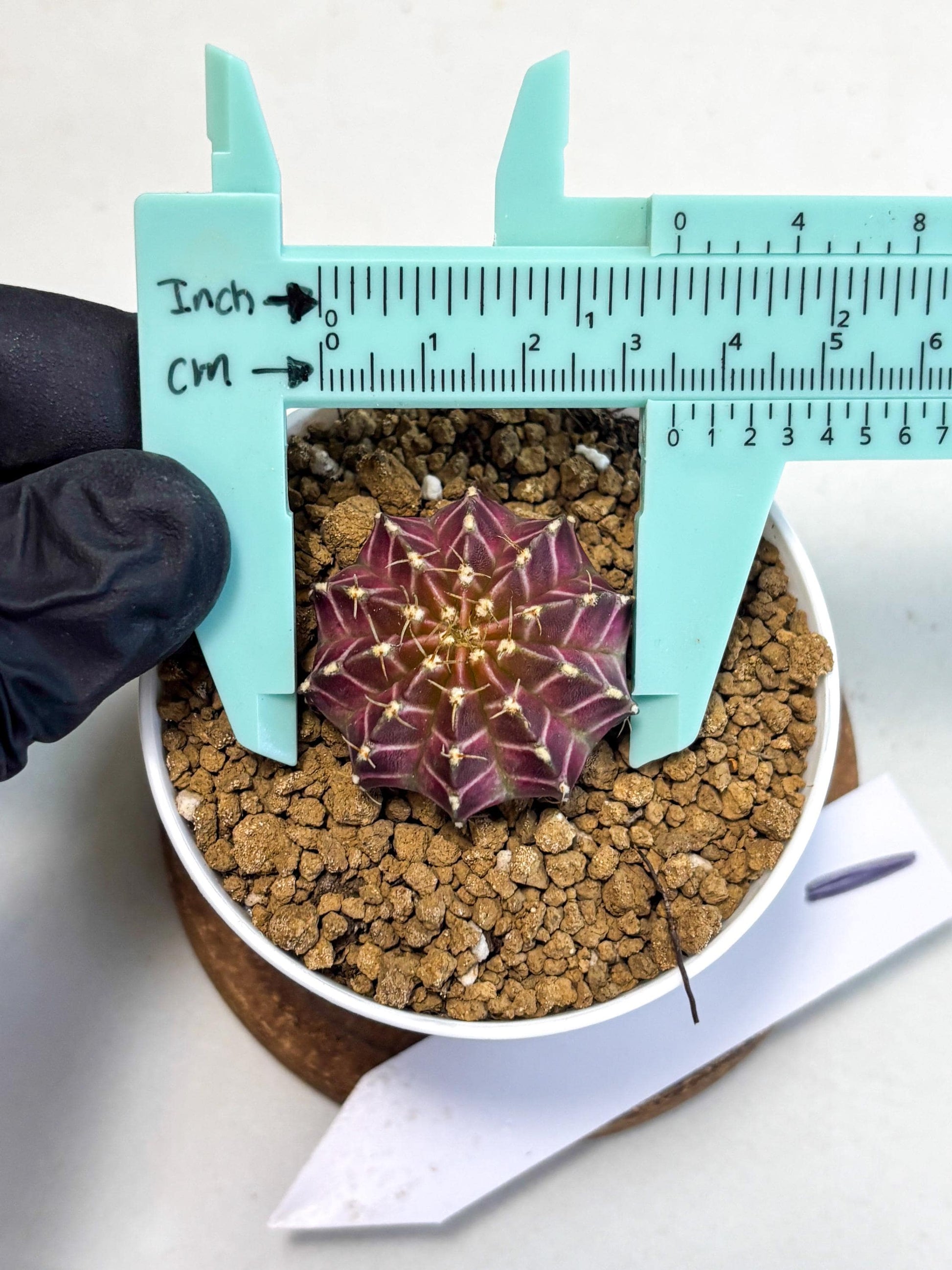 Gymnocalycium Neon (gy14) (y1) | Variegated cactus