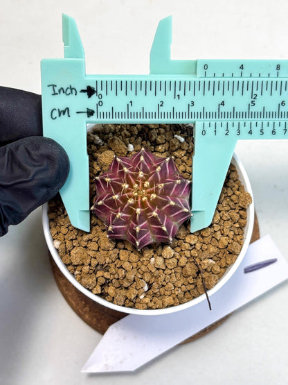 Gymnocalycium Neon (gy14) (y1) | Variegated cactus