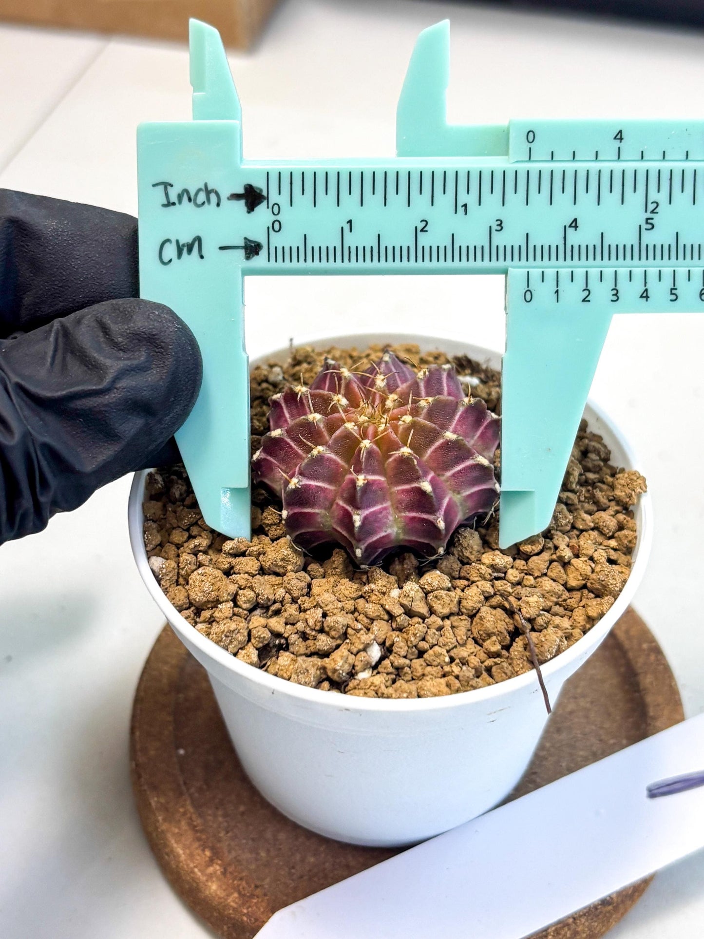 Gymnocalycium Neon (gy14) (y1) | Variegated cactus