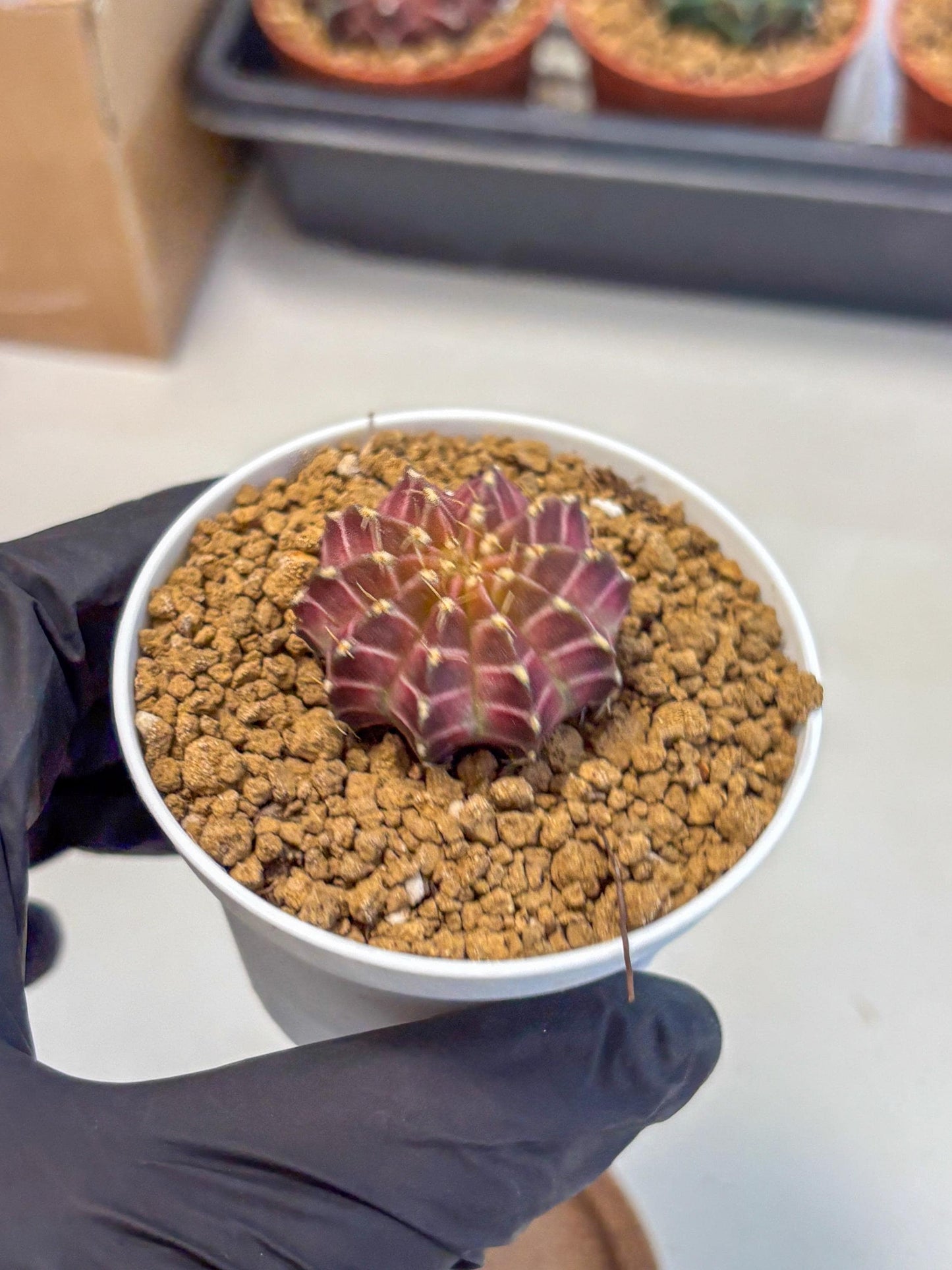 Gymnocalycium Neon (gy14) (y1) | Variegated cactus