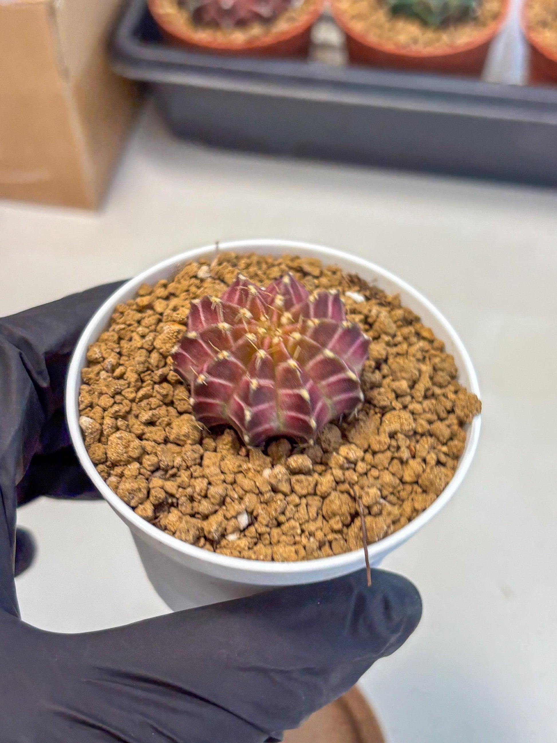 Gymnocalycium Neon (gy14) (y1) | Variegated cactus