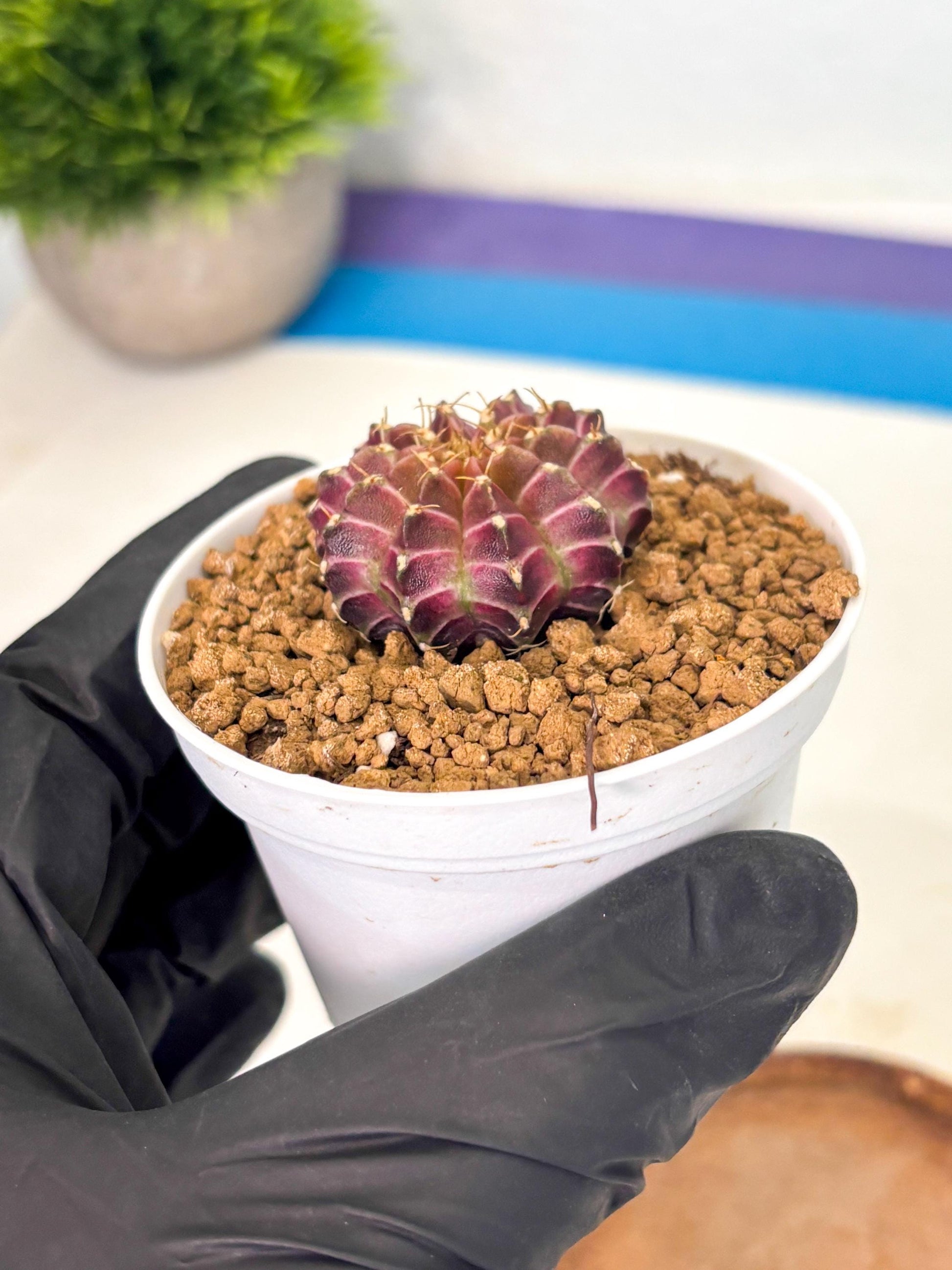Gymnocalycium Neon (gy14) (y1) | Variegated cactus