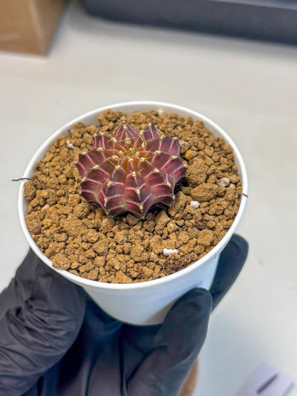 Gymnocalycium Neon (gy14) (y1) | Variegated cactus