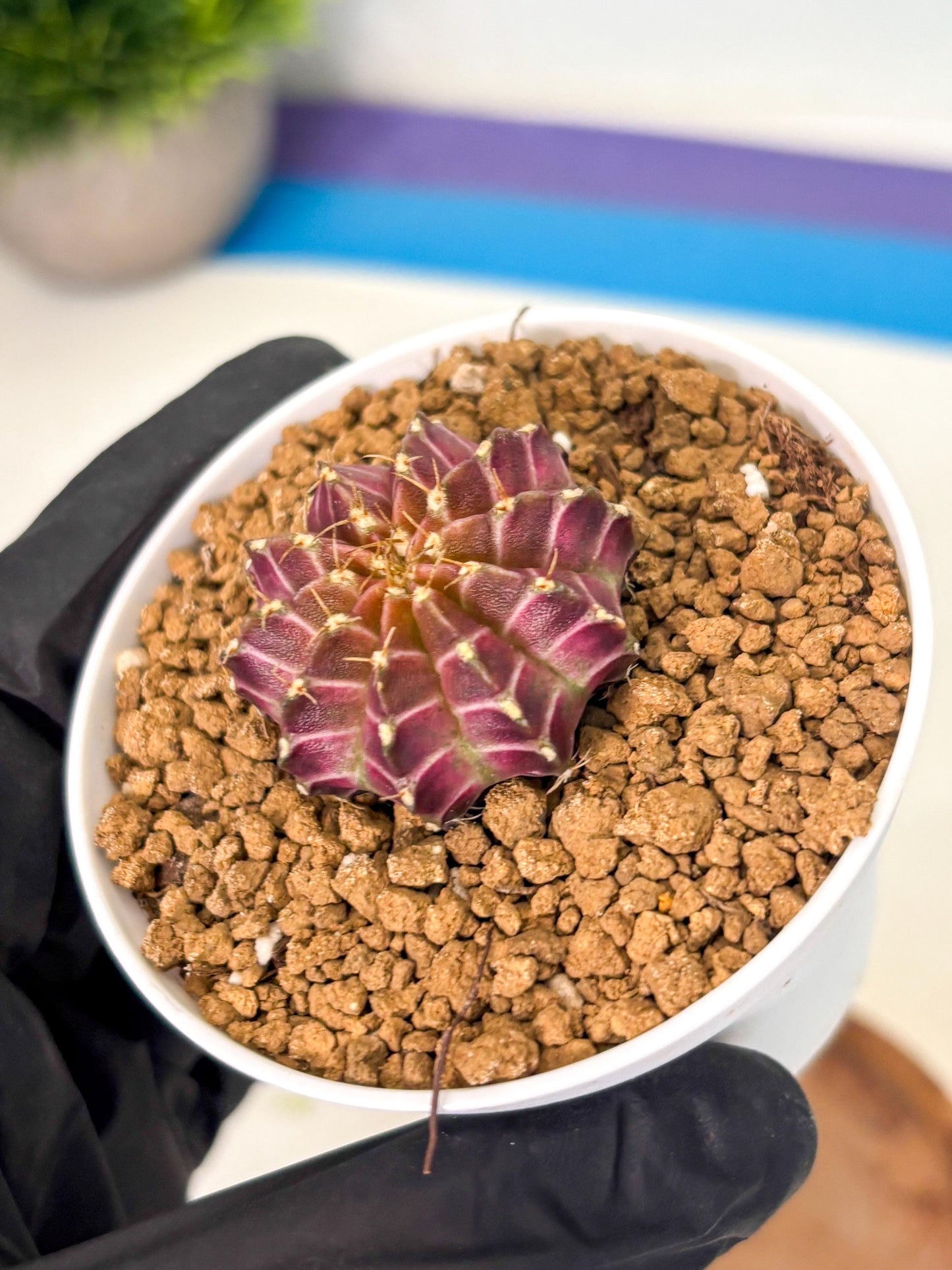 Gymnocalycium Neon (gy14) (y1) | Variegated cactus