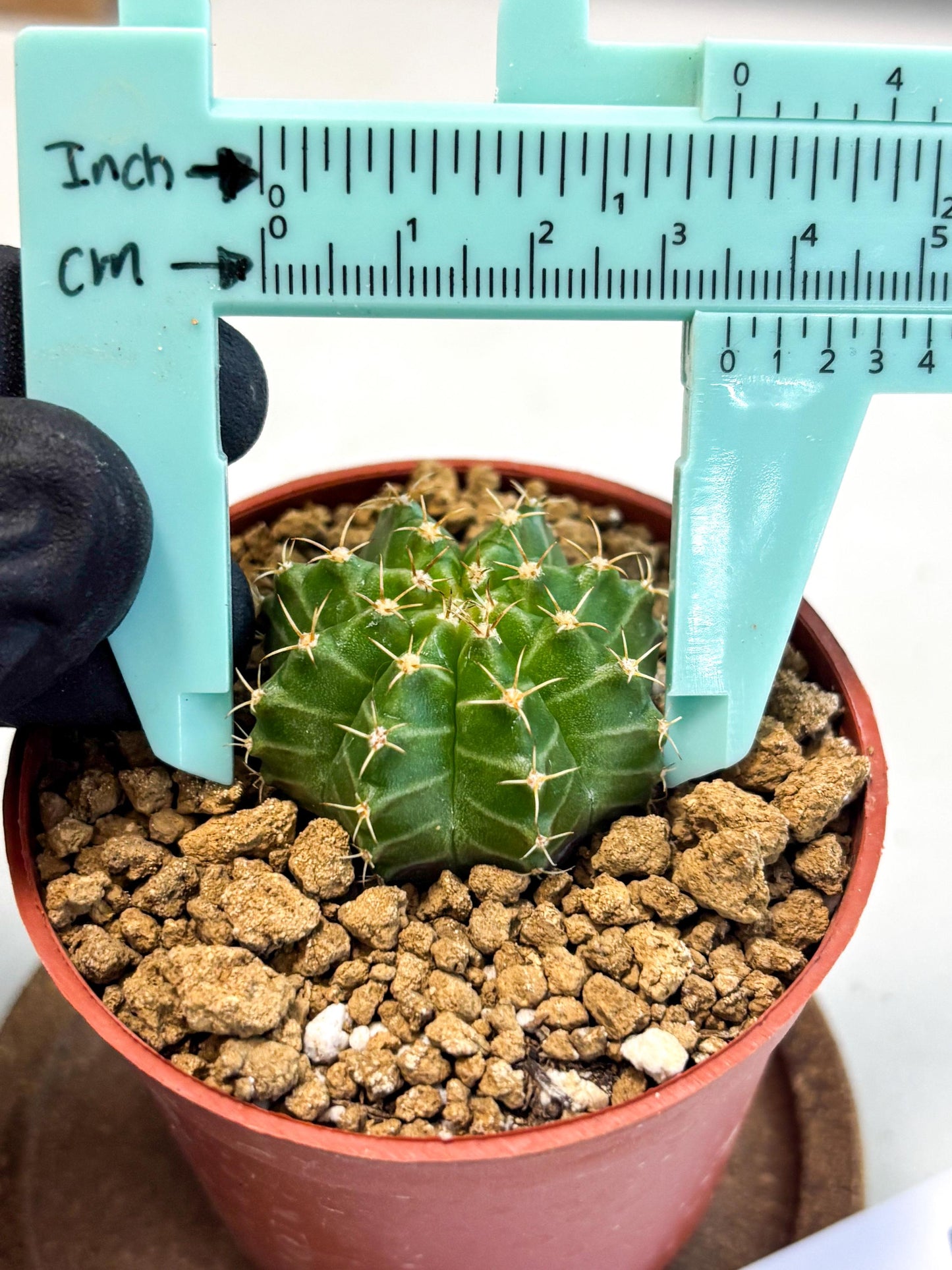 Gymnocalycium Neon (gy14) (b3) | Variegated cactus
