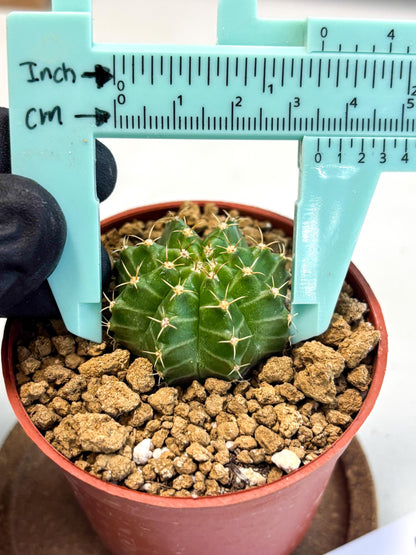 Gymnocalycium Neon (gy14) (b3) | Variegated cactus
