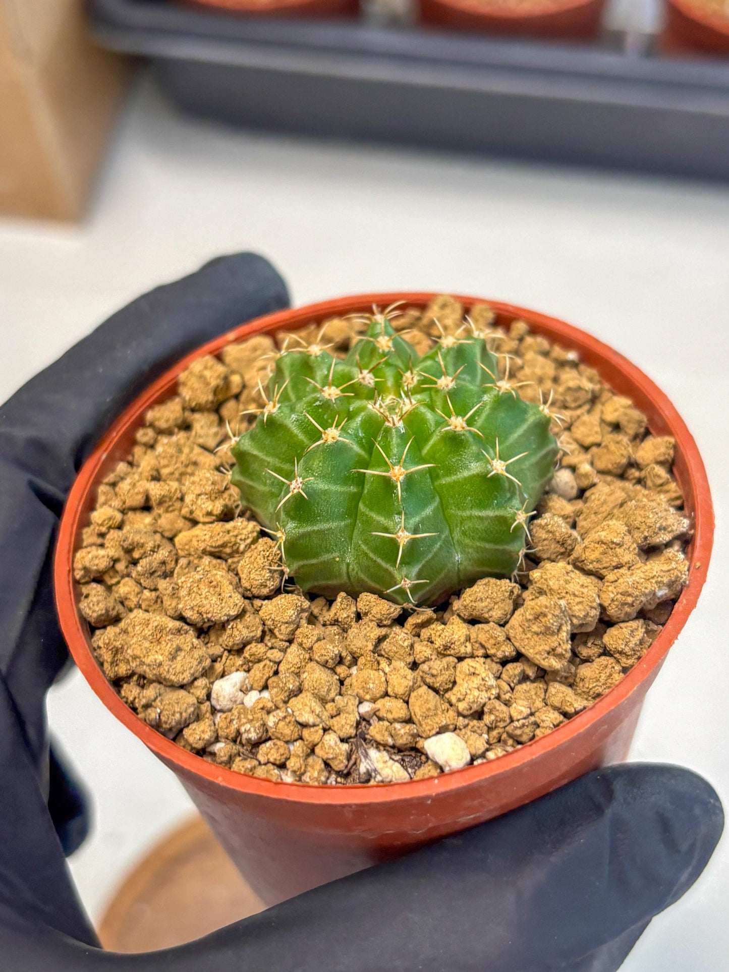 Gymnocalycium Neon (gy14) (b3) | Variegated cactus