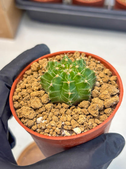 Gymnocalycium Neon (gy14) (b3) | Variegated cactus