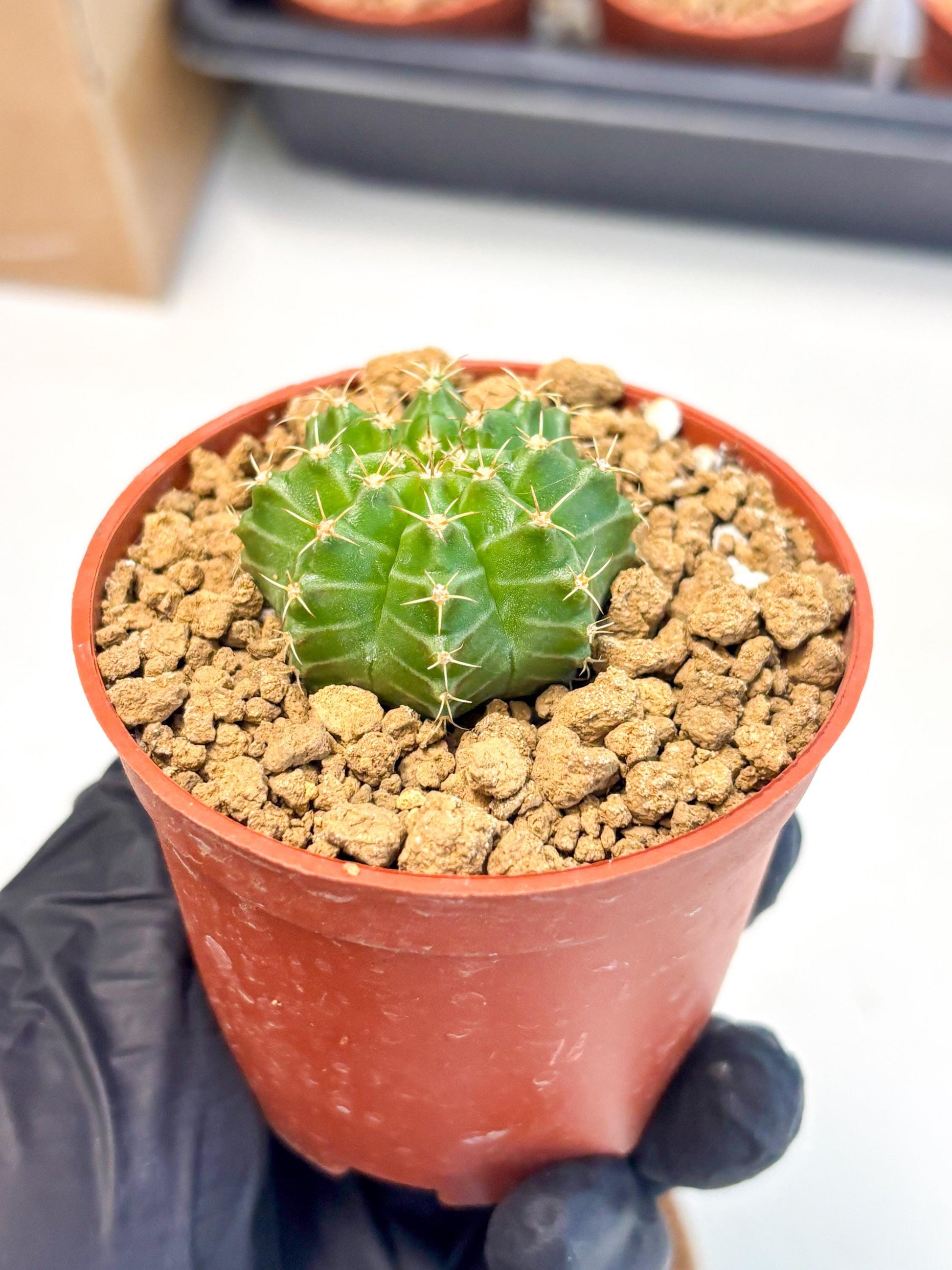 Gymnocalycium Neon (gy14) (b3) | Variegated cactus