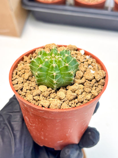 Gymnocalycium Neon (gy14) (b3) | Variegated cactus