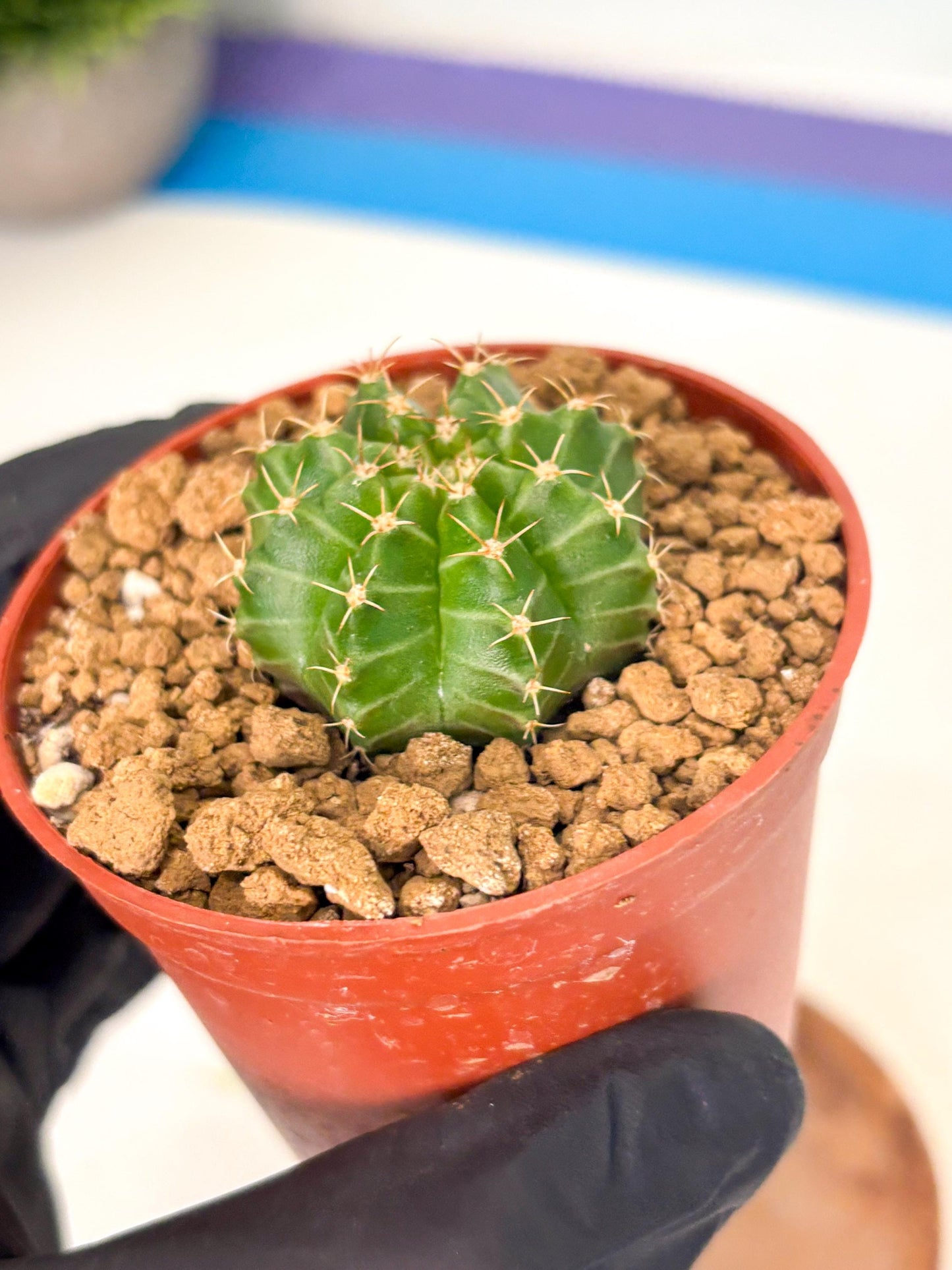 Gymnocalycium Neon (gy14) (b3) | Variegated cactus