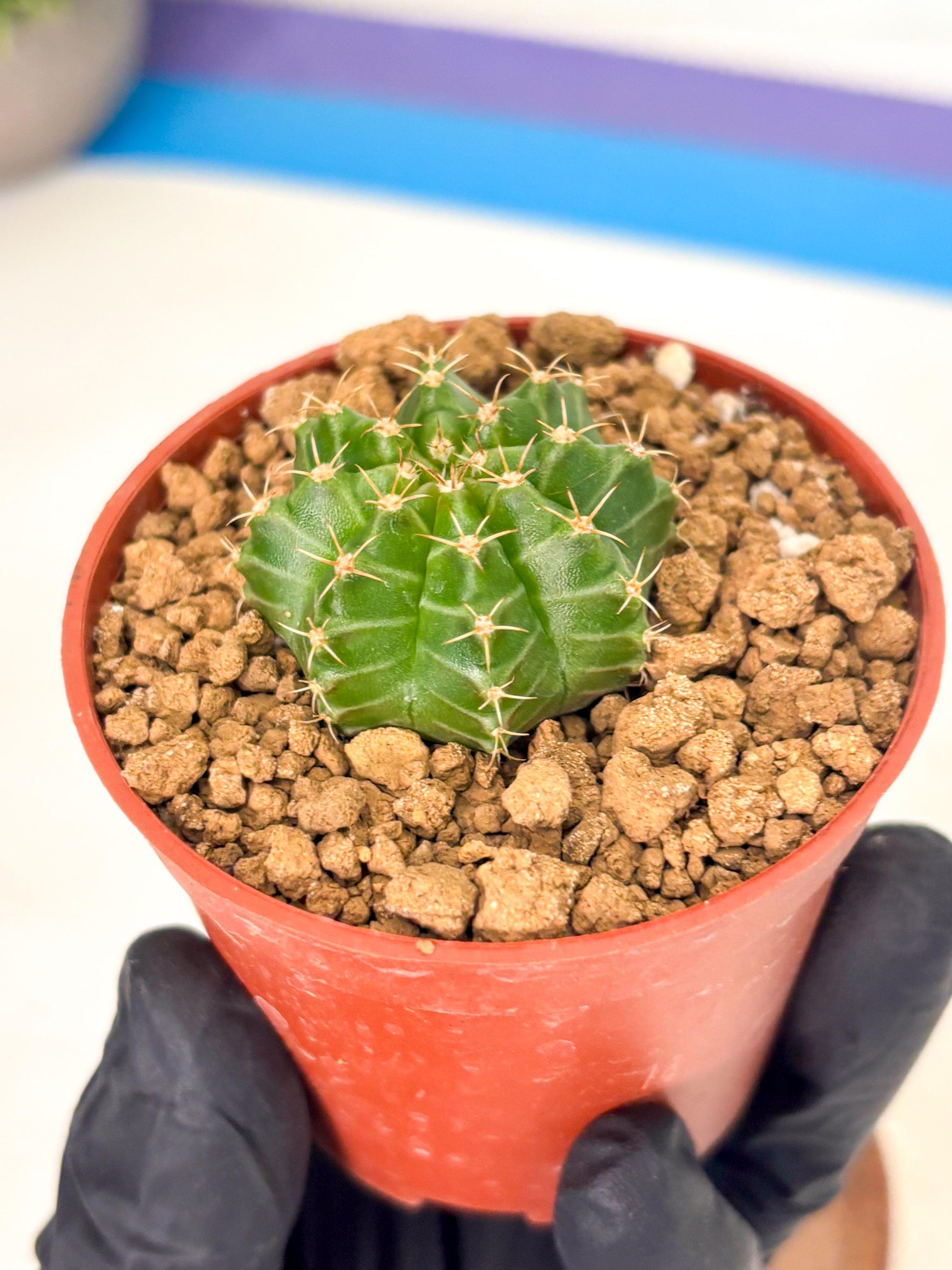Gymnocalycium Neon (gy14) (b3) | Variegated cactus