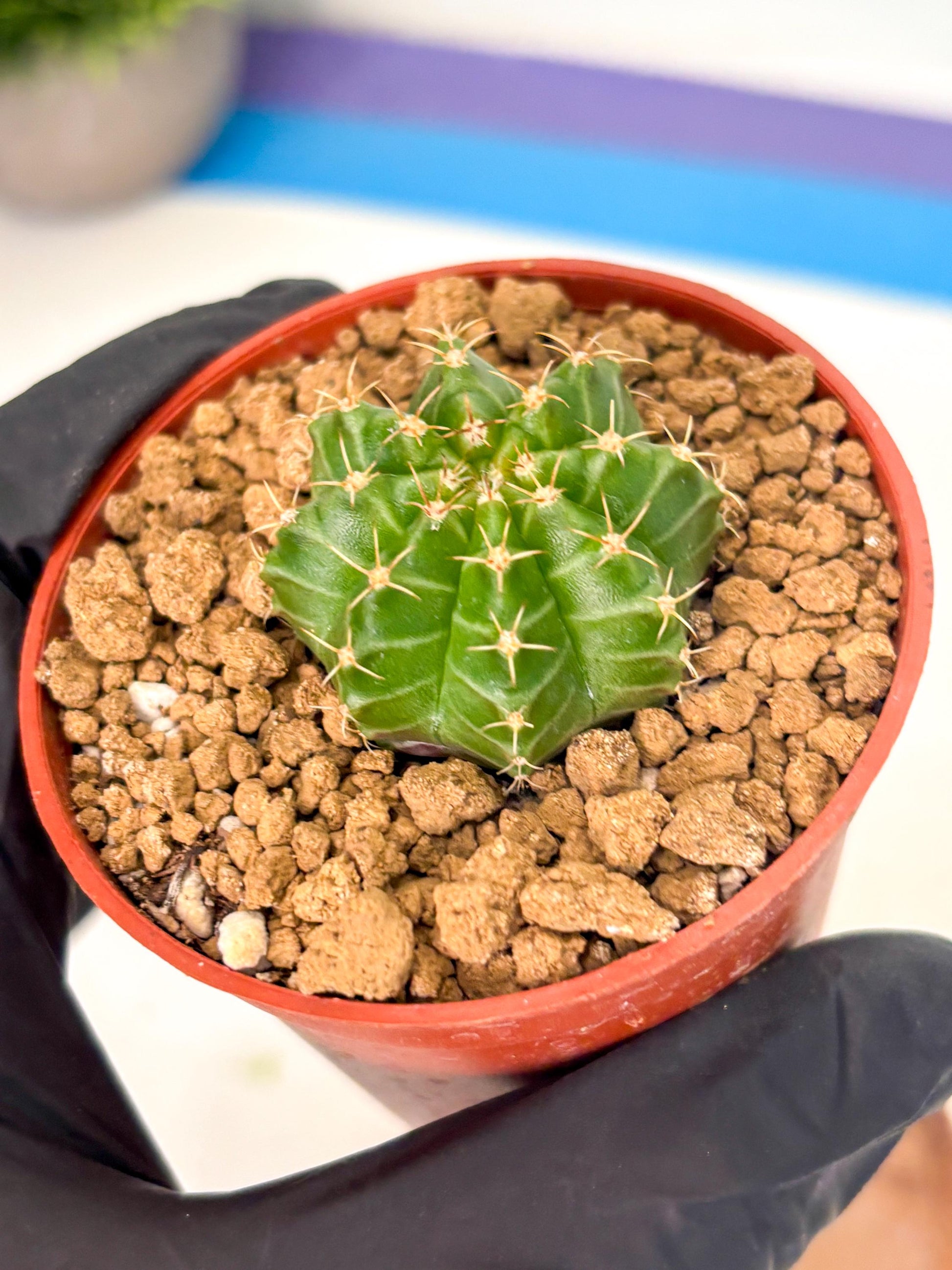 Gymnocalycium Neon (gy14) (b3) | Variegated cactus