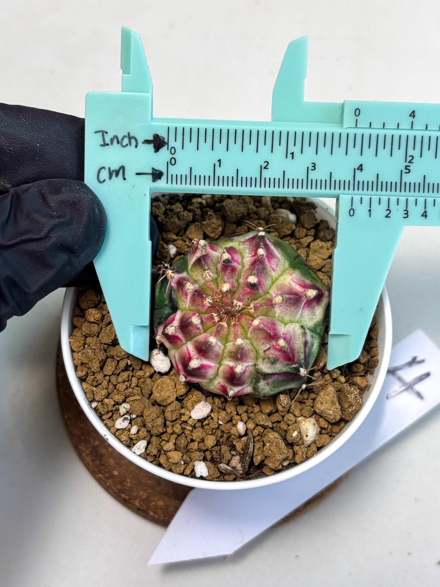 Gymnocalycium Neon (gy14) (b4) | Variegated cactus