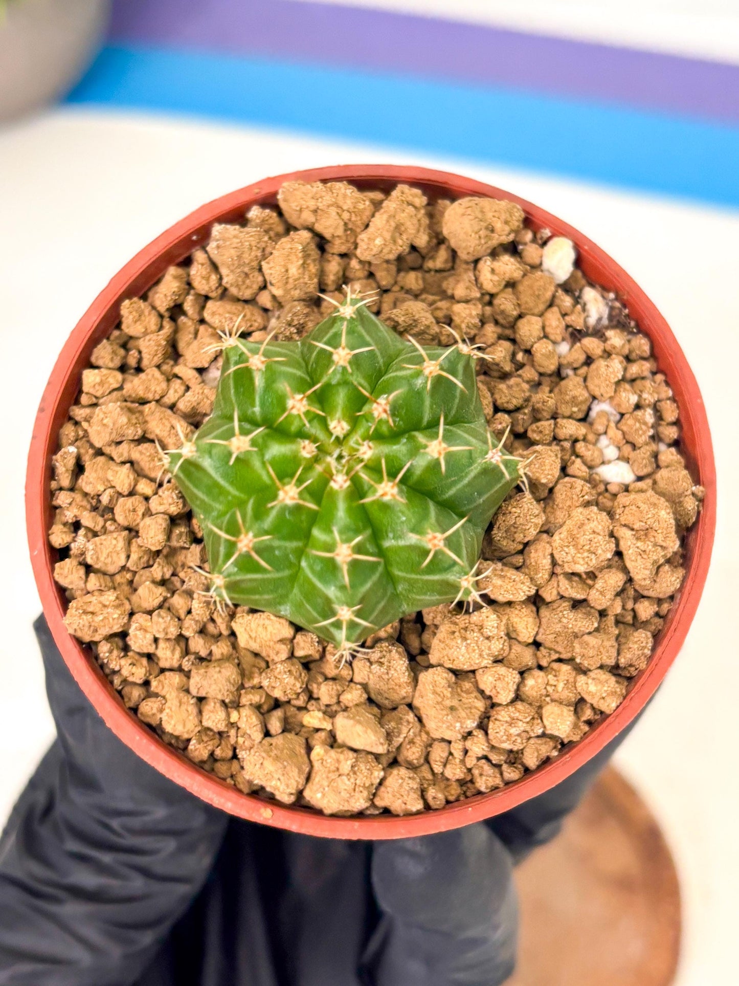 Gymnocalycium Neon (gy14) (b3) | Variegated cactus