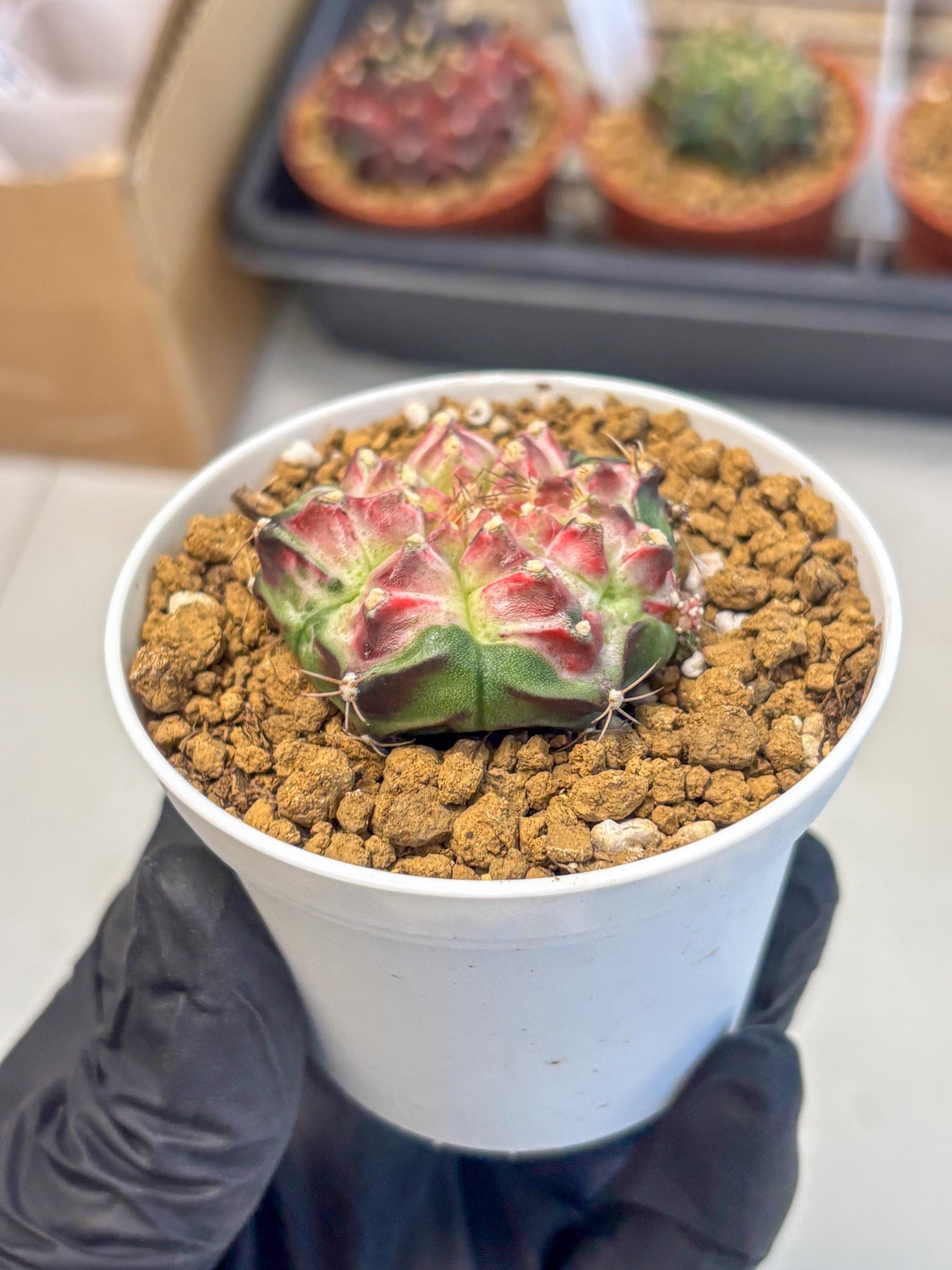 Gymnocalycium Neon (gy14) (b4) | Variegated cactus