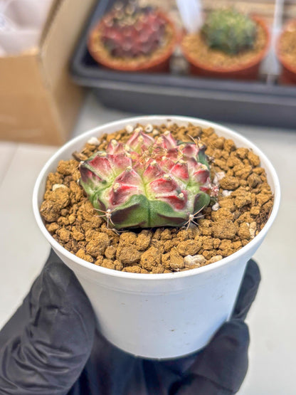 Gymnocalycium Neon (gy14) (b4) | Variegated cactus