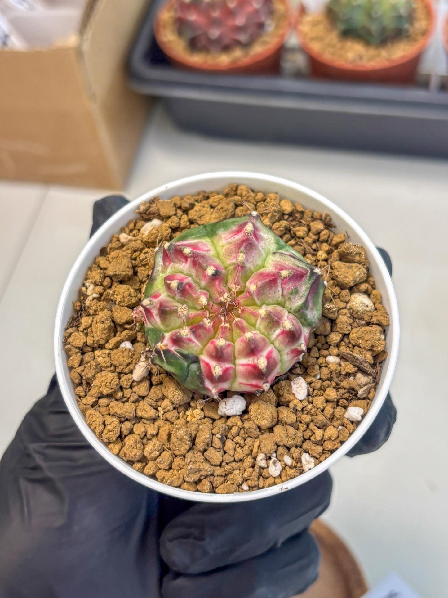 Gymnocalycium Neon (gy14) (b4) | Variegated cactus
