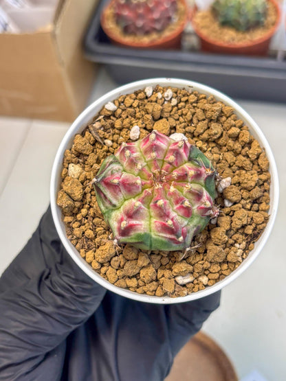 Gymnocalycium Neon (gy14) (b4) | Variegated cactus