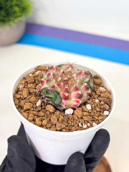 Gymnocalycium Neon (gy14) (b4) | Variegated cactus