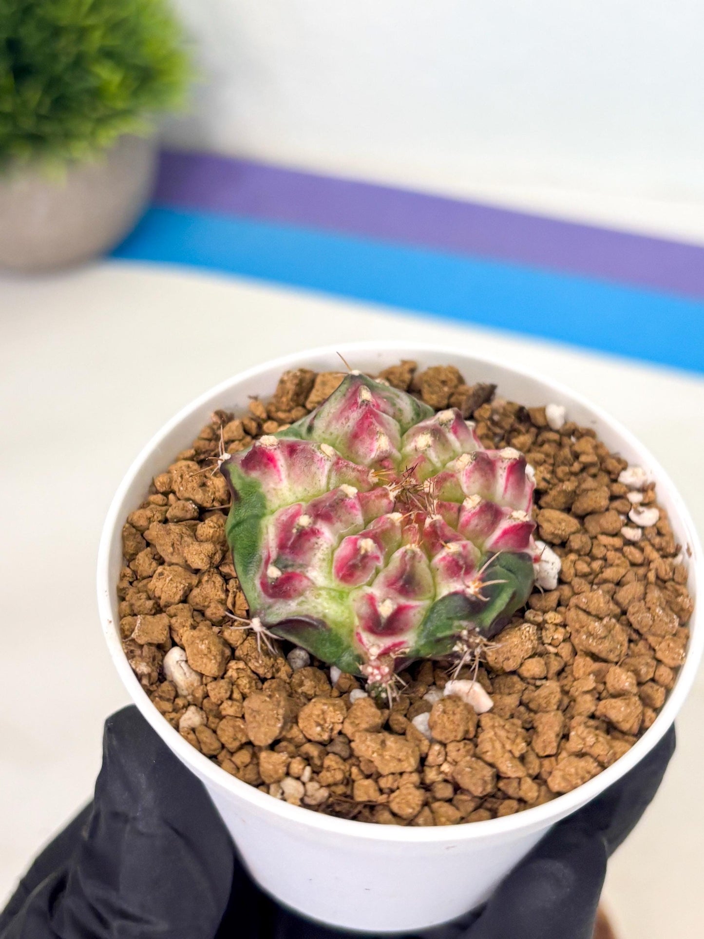 Gymnocalycium Neon (gy14) (b4) | Variegated cactus