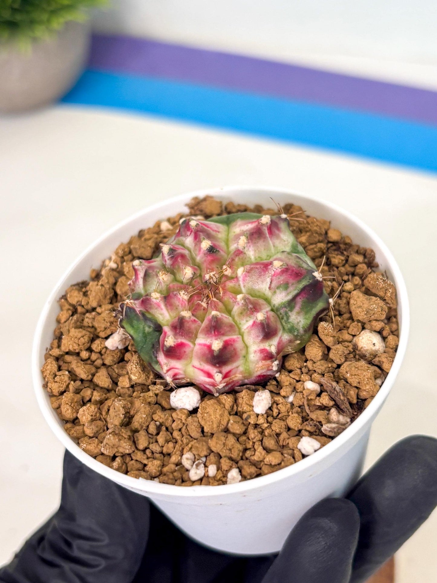 Gymnocalycium Neon (gy14) (b4) | Variegated cactus