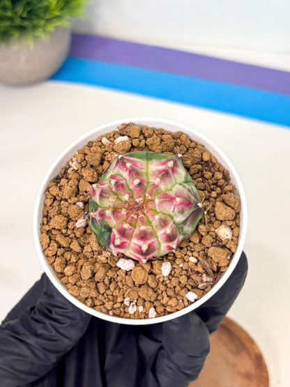 Gymnocalycium Neon (gy14) (b4) | Variegated cactus